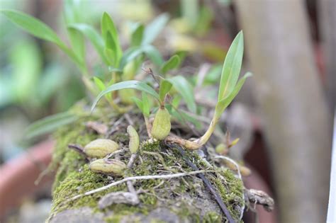 仙桃樹葉|仙桃樹葉種植指南